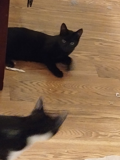 picture of the cat needing adoption
