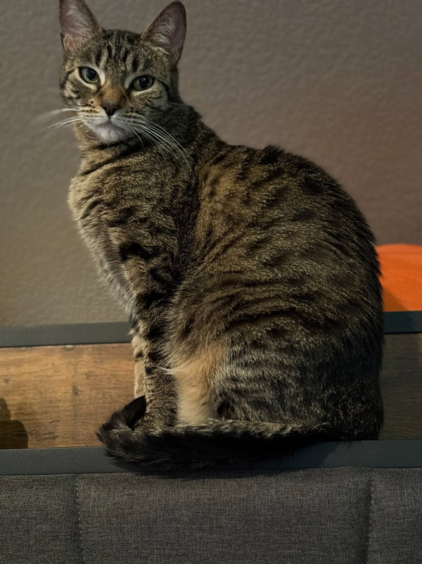 Kiwi