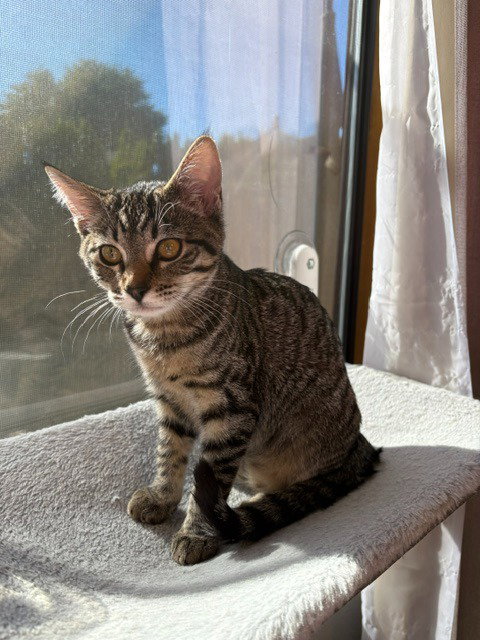 Aurora, an adoptable Domestic Short Hair in Battle Ground, WA