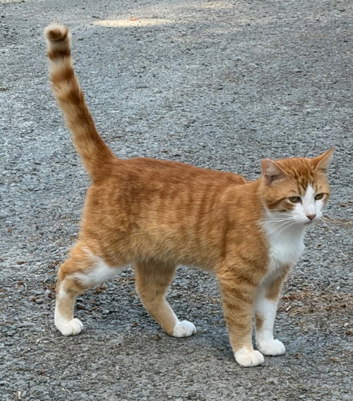 Chester