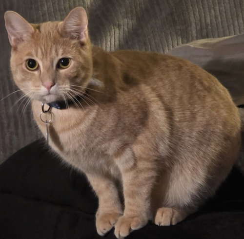 Nacho