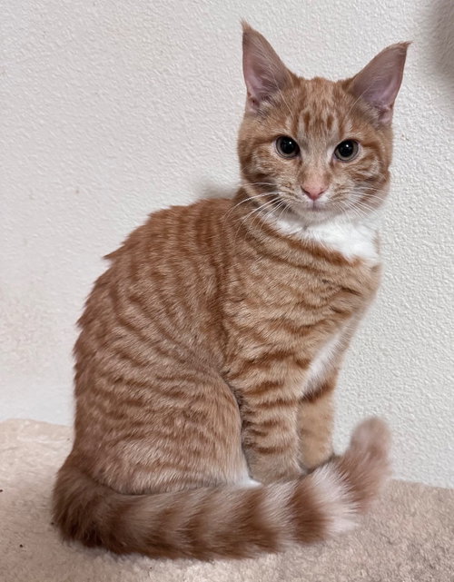 Garbanzo, Baby Domestic Short Hair / Mixed, cat for adoption in Beaverton, Oregon