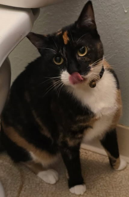 Peeky, Adult Domestic Short Hair / Mixed, cat for adoption in Gresham, Oregon