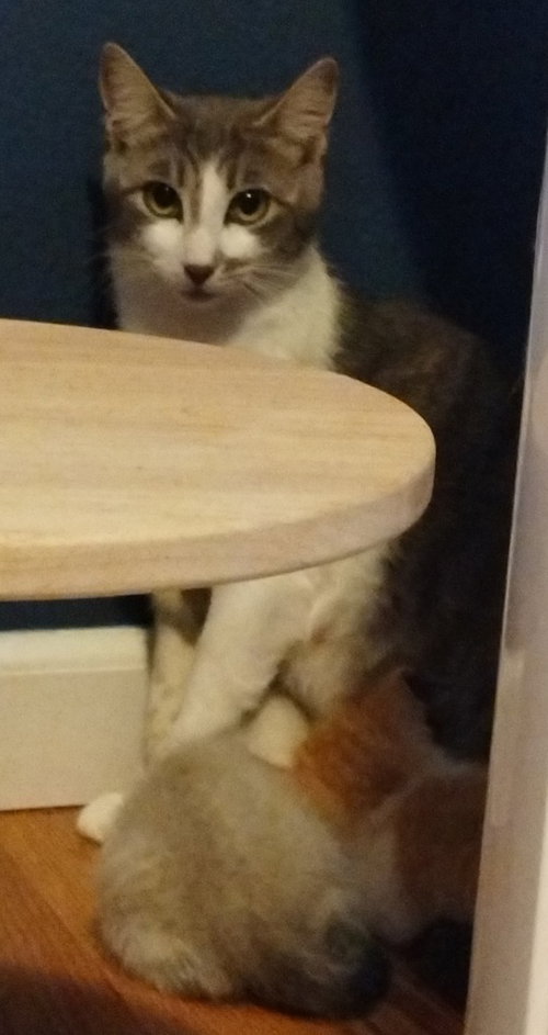 Justice (Semi Feral) (Barn Cat), an adoptable Domestic Short Hair in Battle Ground, WA