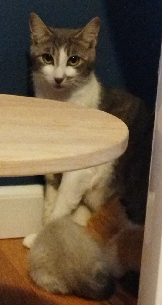Justice (Semi Feral) (Barn Cat)