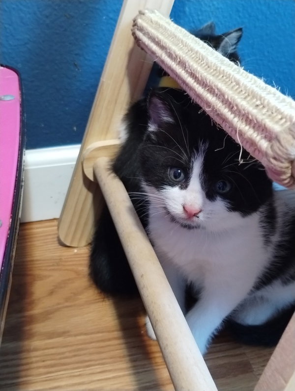 Figaro