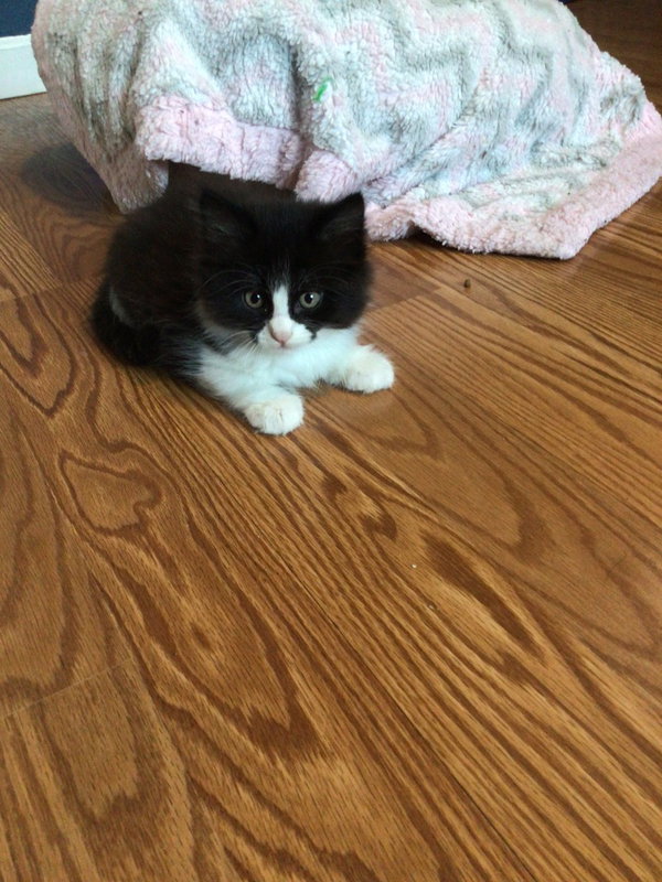 Giovanni