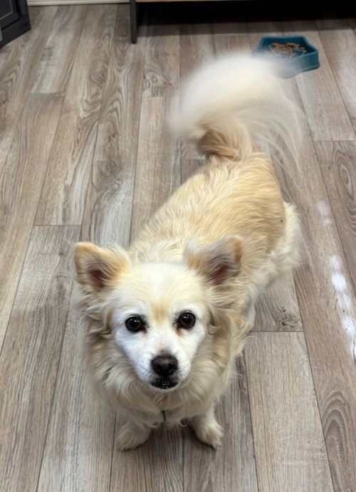 Akino, an adoptable American Eskimo Dog in Battle Ground, WA