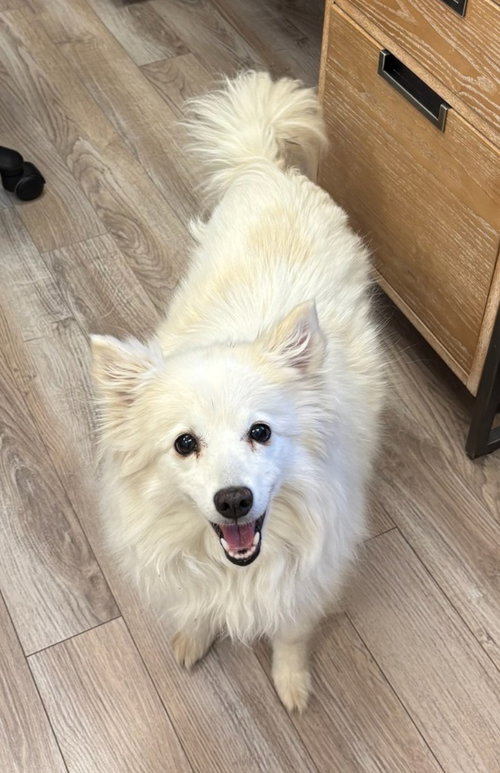 Onika, an adoptable American Eskimo Dog in Battle Ground, WA