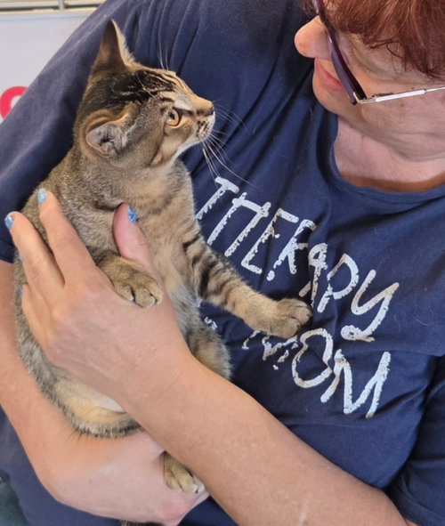 Phoebe, an adoptable Domestic Short Hair in Battle Ground, WA