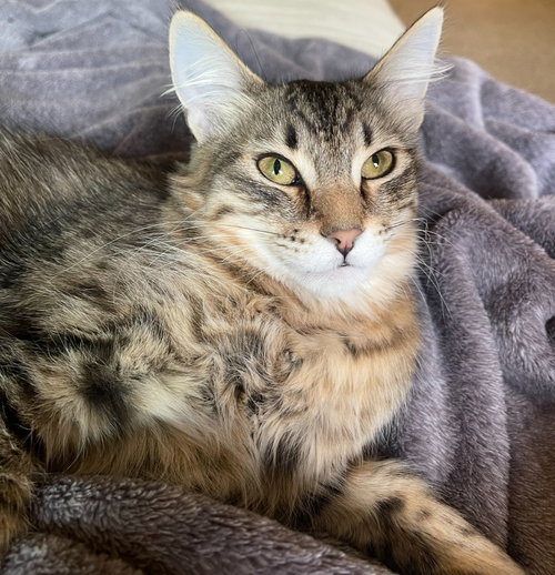 Spruce, an adoptable Domestic Long Hair in Battle Ground, WA