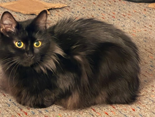 Naomi, an adoptable Domestic Long Hair in Battle Ground, WA