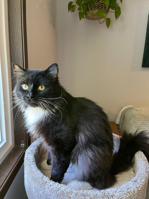 Misha, an adoptable Domestic Long Hair in Battle Ground, WA