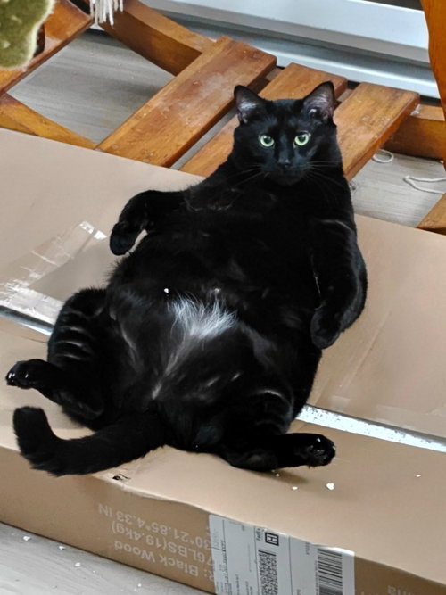 Haze, an adoptable Domestic Short Hair in Battle Ground, WA