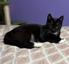 Xena - Photo 2
