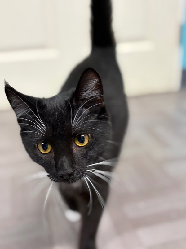 Xena