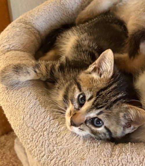 Nova, an adoptable Domestic Short Hair in Battle Ground, WA
