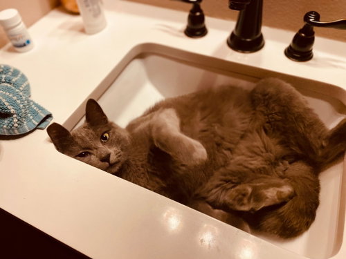 KC - Lemmy, an adoptable Domestic Short Hair in Battle Ground, WA