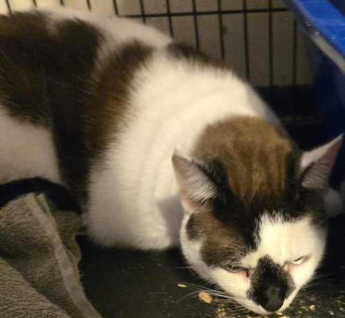 Harley, an adoptable Domestic Short Hair in Battle Ground, WA