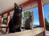 KC - Laylah - Photo 4