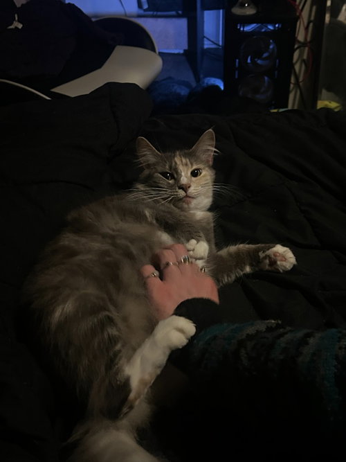 CM - LUNA - Domestic Short Hair available for adoption