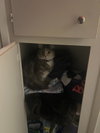 CM - Luna - Photo 2