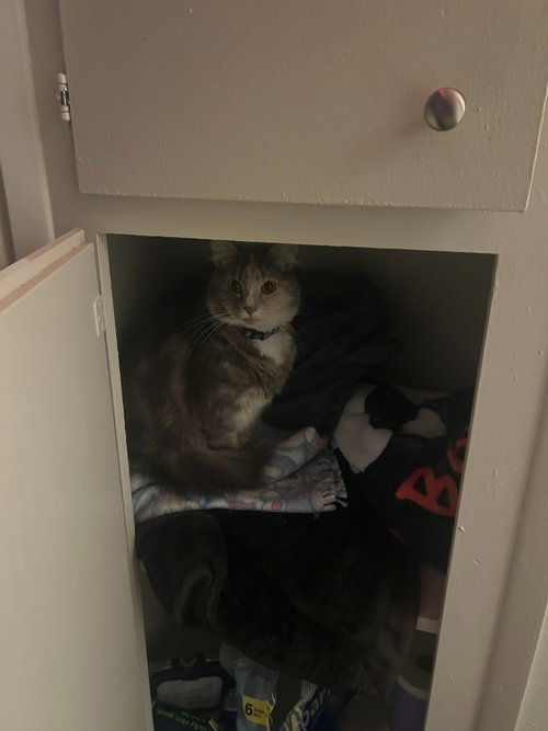 CM - LUNA - Domestic Short Hair available for adoption