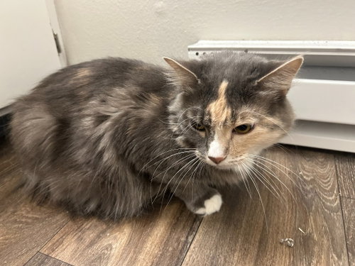 picture of the cat needing adoption