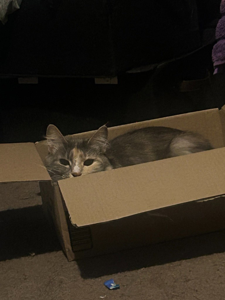 CM - Luna, photo 2