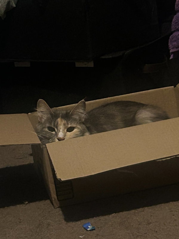 CM - Luna