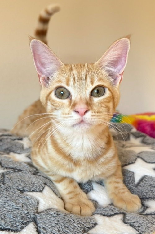 picture of the cat needing adoption