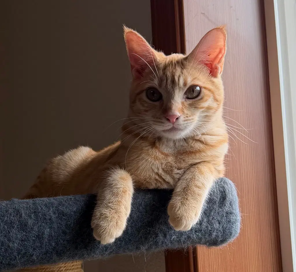 Fava - Domestic Short Hair