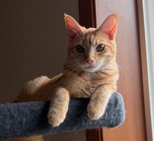 picture of the cat needing adoption