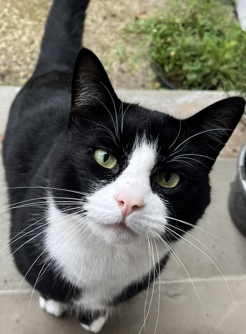 Sylvester "Boots, an adoptable Domestic Short Hair in Battle Ground, WA