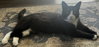 Sylvester "Boots - Photo 2