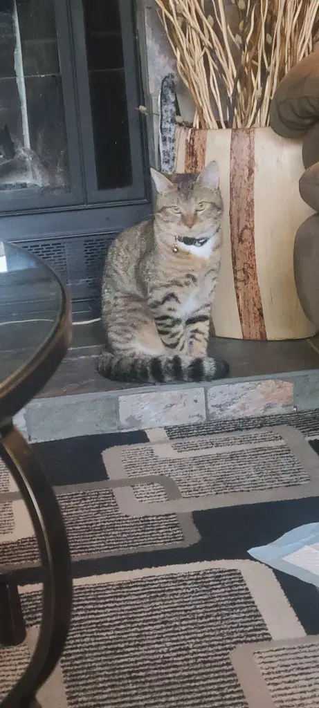 Sketti - Domestic Short Hair