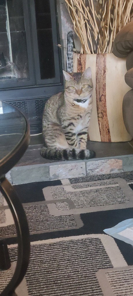 Sketti, an adoptable Domestic Short Hair in Battle Ground, WA