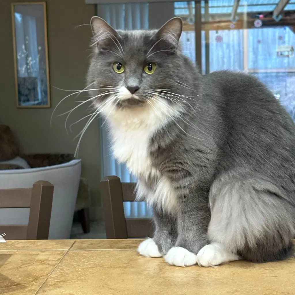 Flower - Domestic Medium Hair