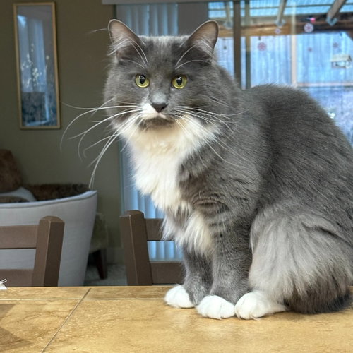picture of the cat needing adoption