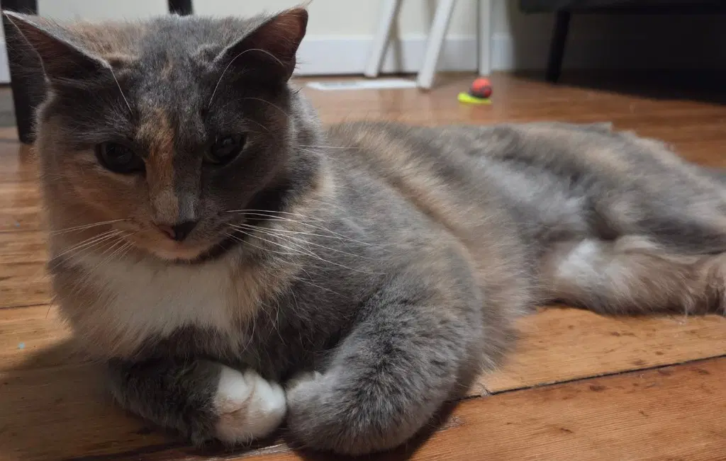 Michee - Domestic Medium Hair