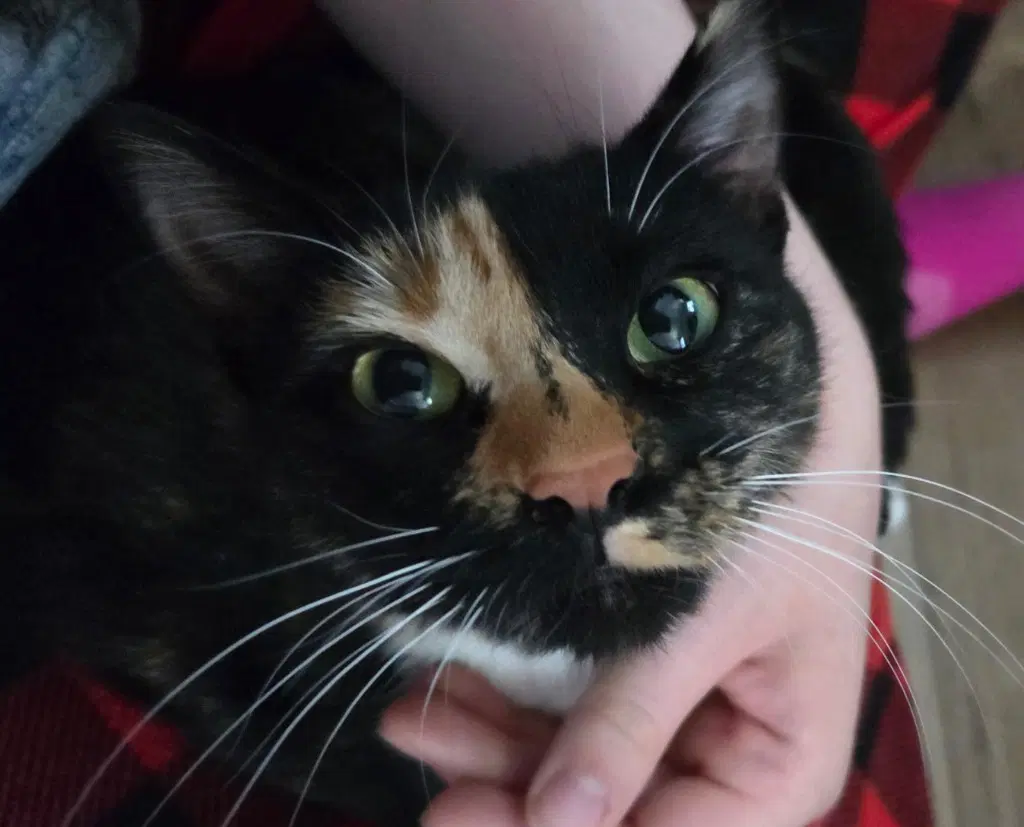 Lella - Domestic Short Hair