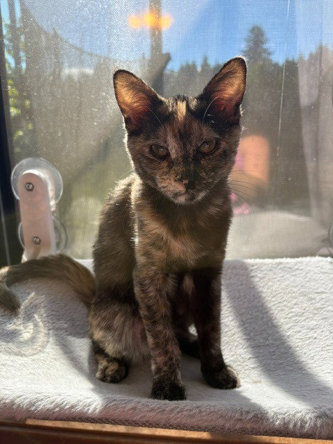 Iris