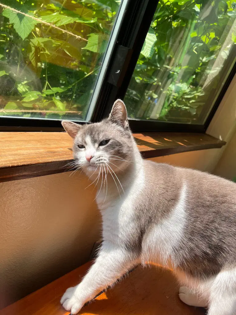 Becky - Domestic Short Hair