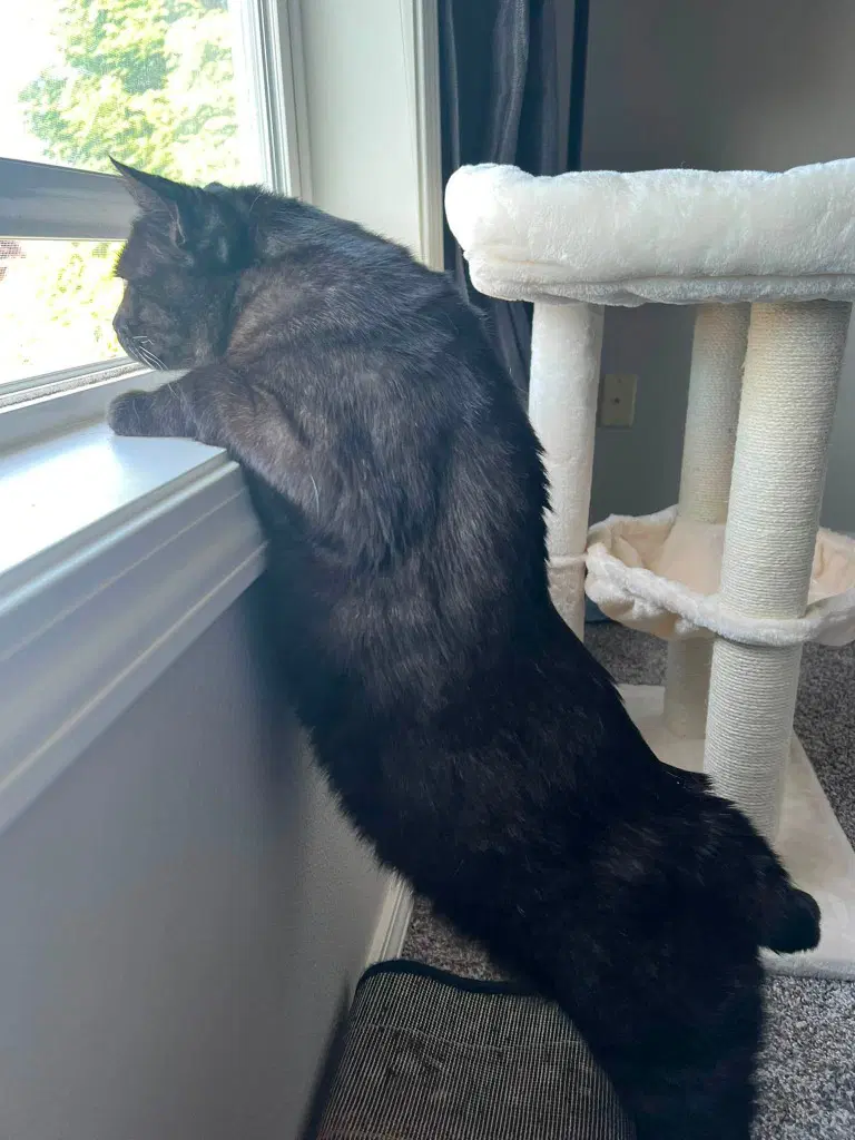 Bobby - Domestic Short Hair