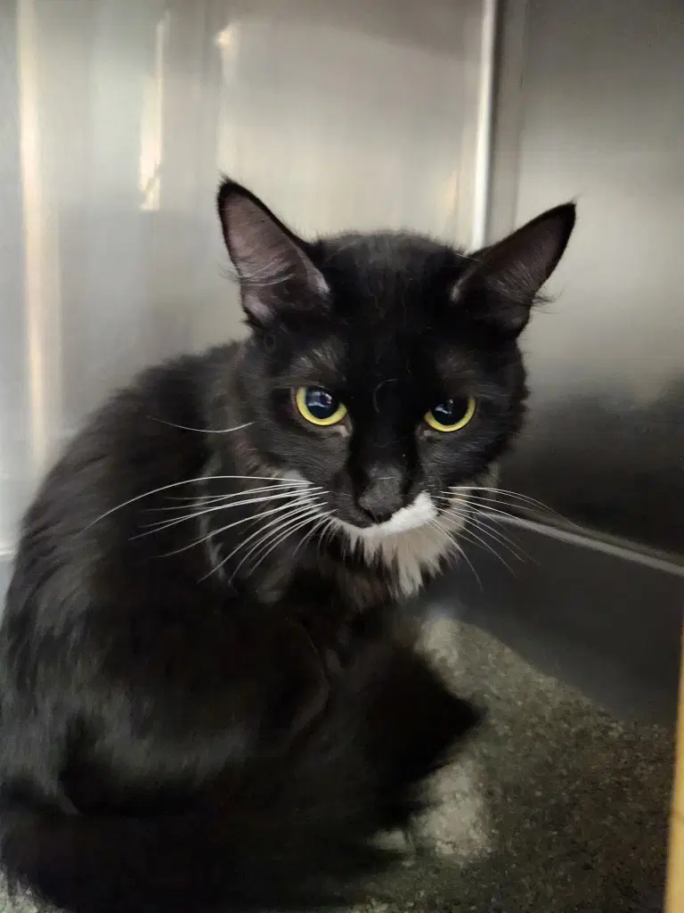 Bootsie - Domestic Medium Hair