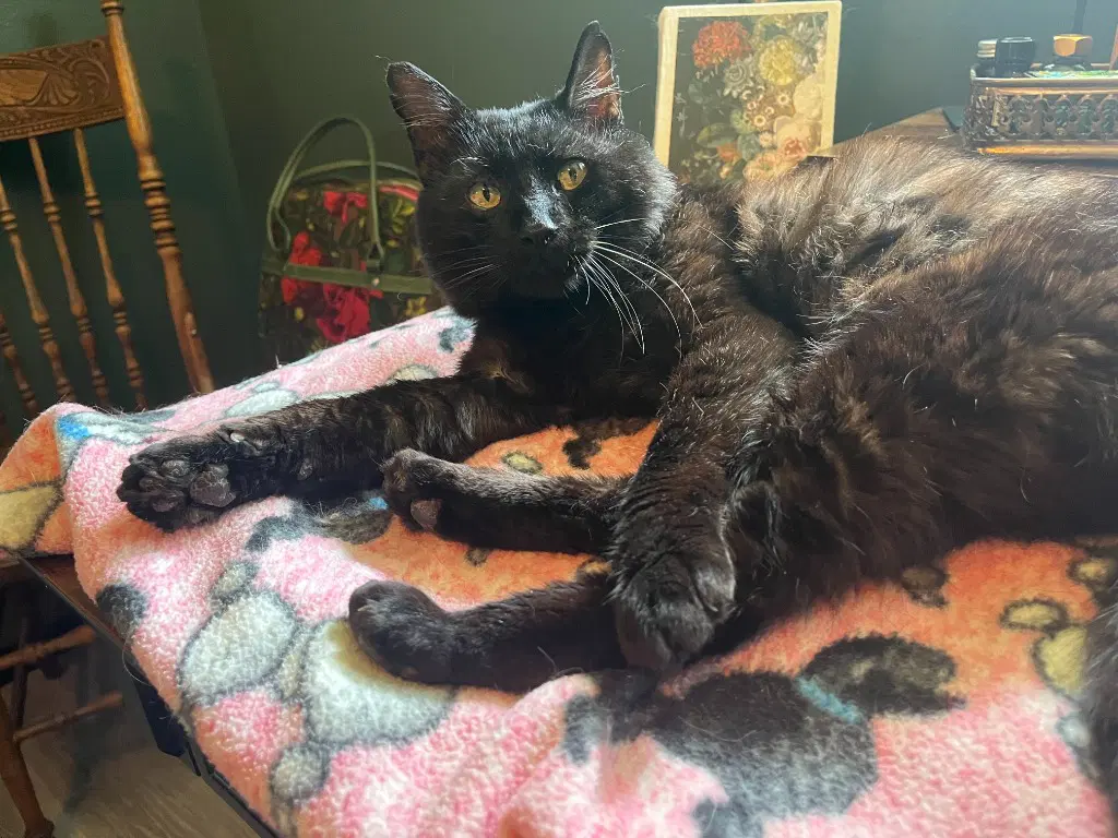 Ambrose - Domestic Medium Hair