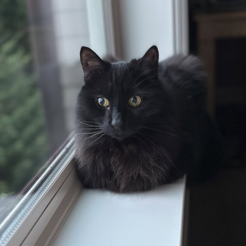picture of the cat needing adoption