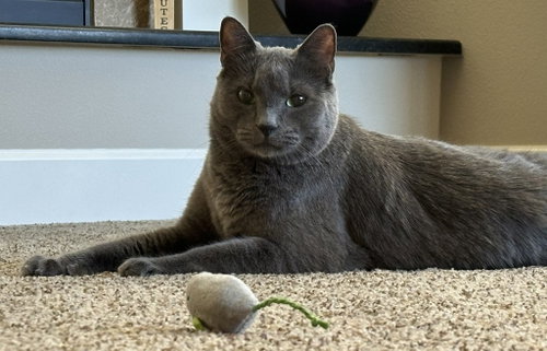 picture of the cat needing adoption