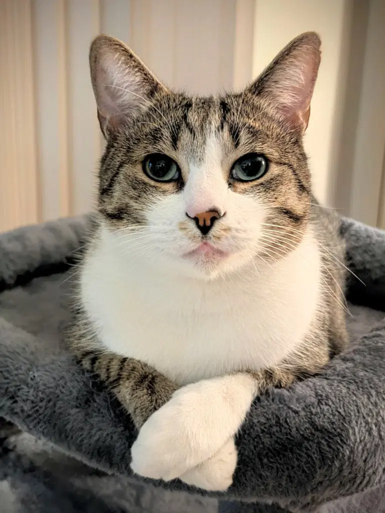 Casper - Domestic Short Hair