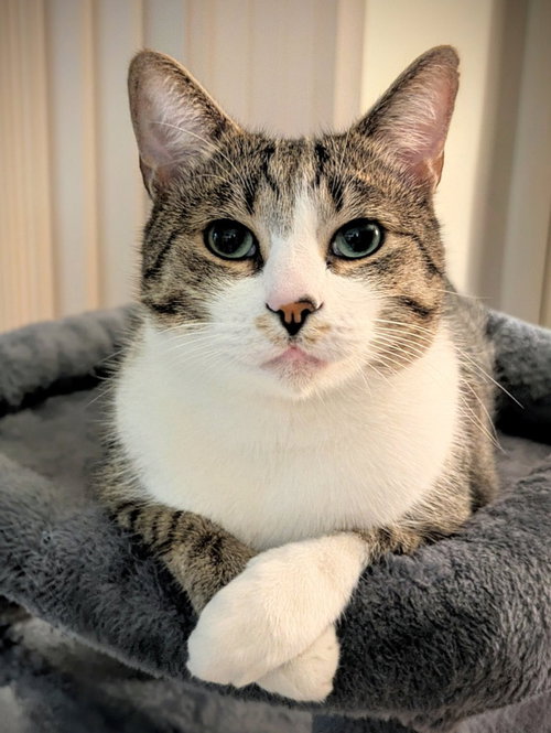 picture of the cat needing adoption